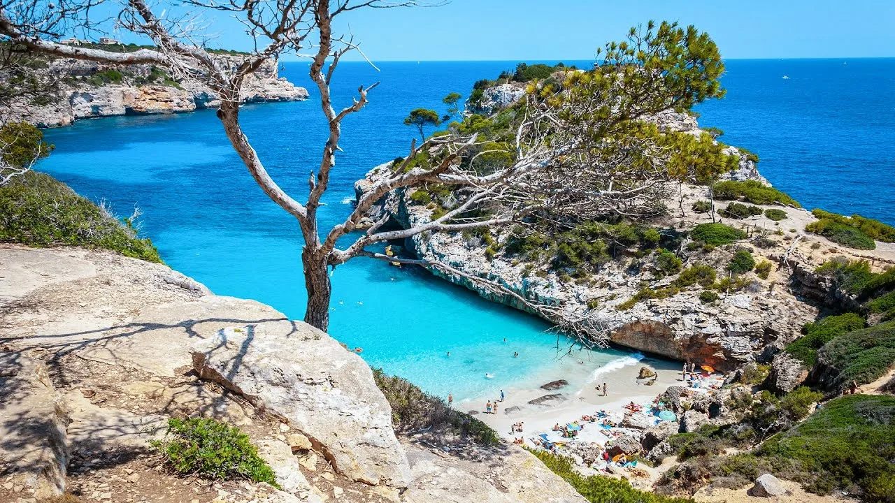 Albero contro il mare