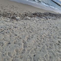 Foto di Platja de la Porquerola - luogo popolare tra gli intenditori del relax